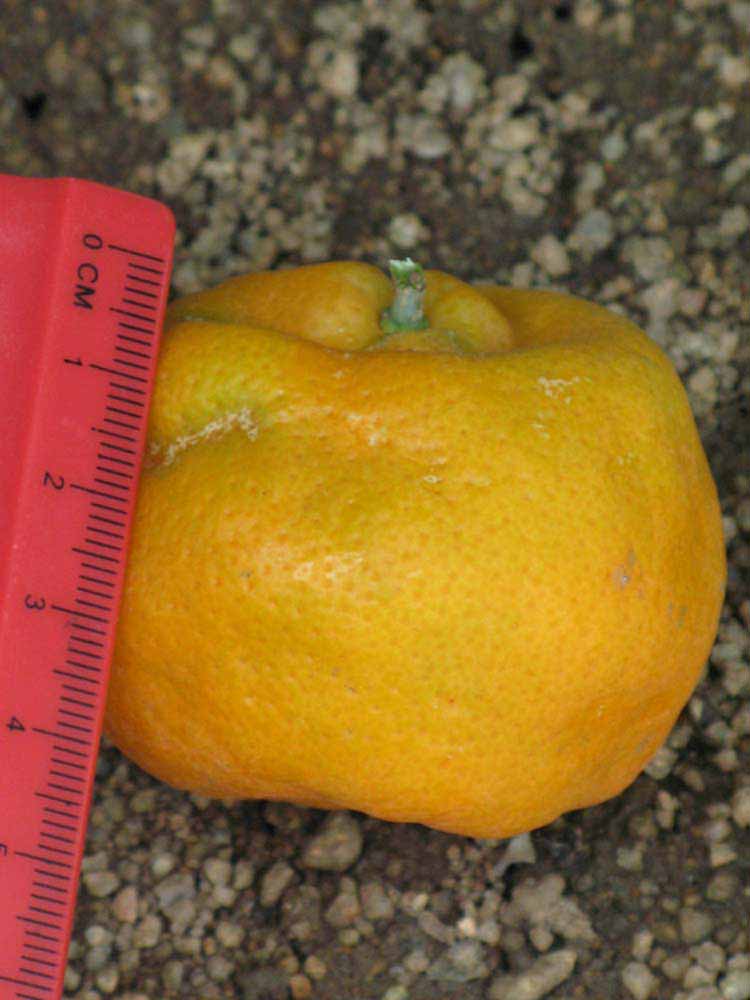            Fruit (Riverside, CA)   